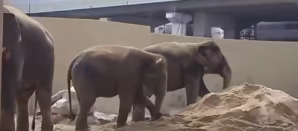 Image from: Pihak Zoo Kongsi Keadaan Terkini DAK, Tegaskan Tiga Gajah Itu Dalam Keadaan Baik