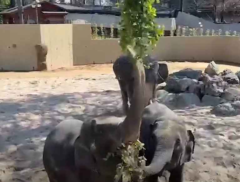 Image from: Pihak Zoo Kongsi Keadaan Terkini DAK, Tegaskan Tiga Gajah Itu Dalam Keadaan Baik
