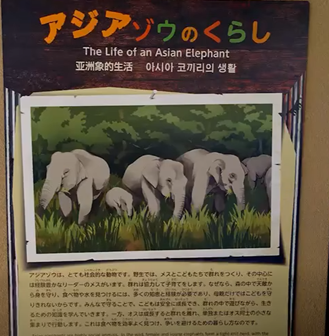 Image from: Pihak Zoo Kongsi Keadaan Terkini DAK, Tegaskan Tiga Gajah Itu Dalam Keadaan Baik