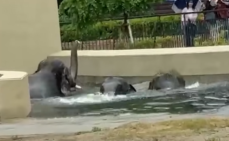 Image from: Pihak Zoo Kongsi Keadaan Terkini DAK, Tegaskan Tiga Gajah Itu Dalam Keadaan Baik