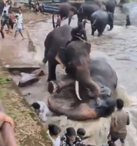 Image from: Dua Gajah Tiba-Tiba Bergaduh Ketika Dimandikan, Hempap Seorang Wanita