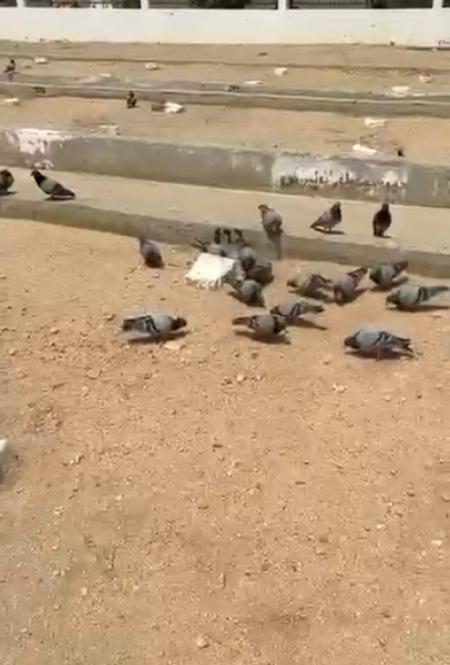 Image from: Dari Ratusan Ribu Kubur, Burung Merpati Seperti Tunjuk Ini Kubur Ibu