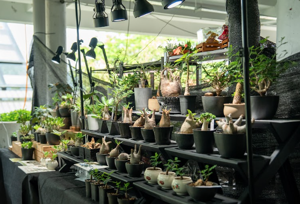 Image from: Hingga 7 Jun Ini, BUNGA 2026 Tampilkan Pameran Orkid Asia Di Resorts World Awana
