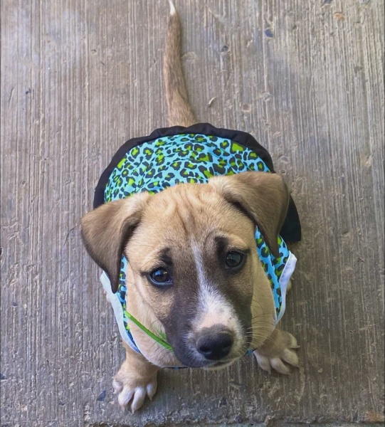 Image from: Sebulan Hilang, Anjing Kesayangan Dijumpai Tengah "Join" Sambutan Kemenangan Mexico