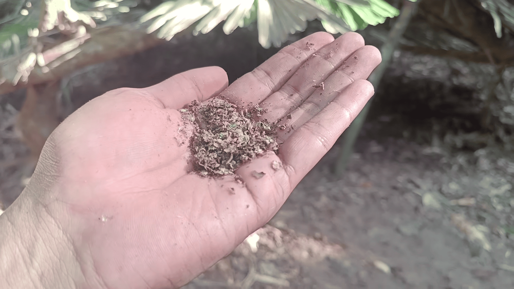 Image from: Cara Buat 'Cone Fire' Jika Sesat Dalam Hutan, Ilmu Survival Wajib Tahu