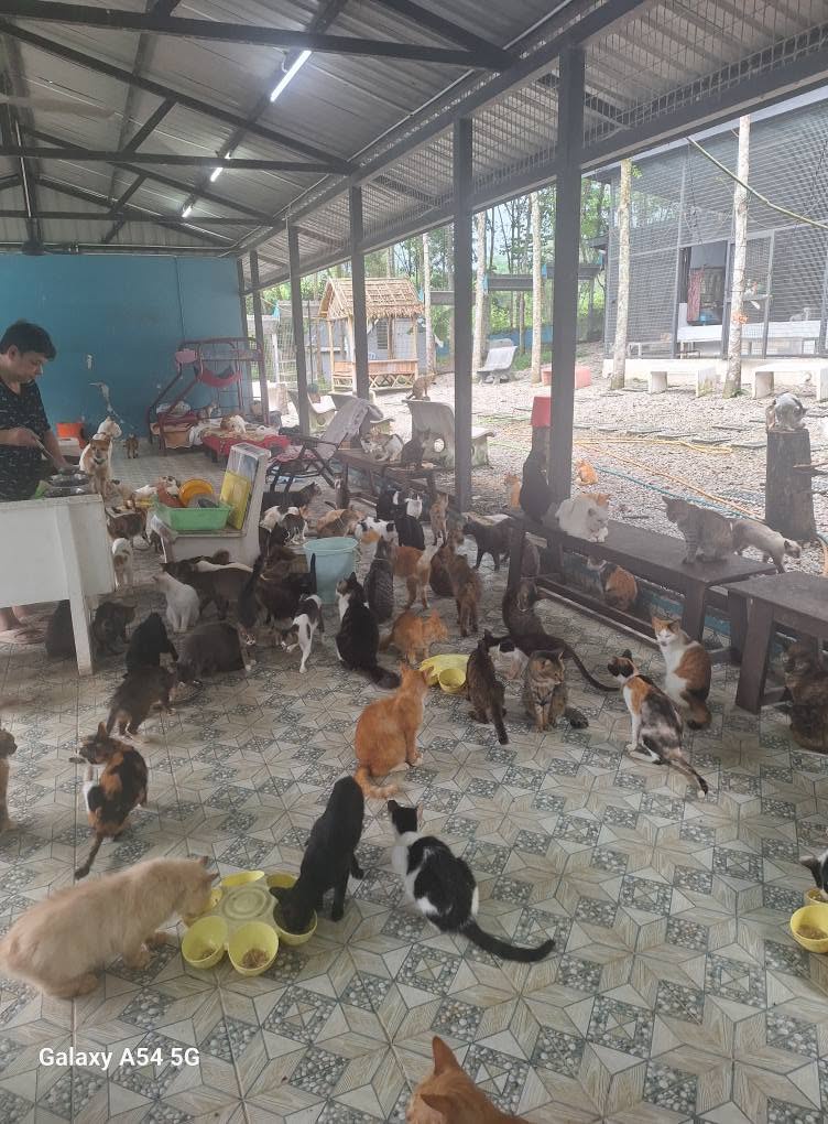 Image from: Si Bulus Cium Tangan Sebelum ‘Pergi’, Antara Detik Pilu Hashim Jaga 400 Kucing Terbiar