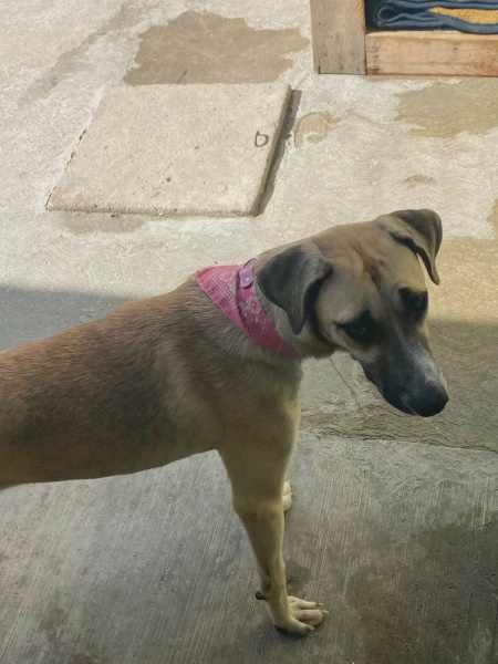 Image from: Sebulan Hilang, Anjing Kesayangan Dijumpai Tengah "Join" Sambutan Kemenangan Mexico