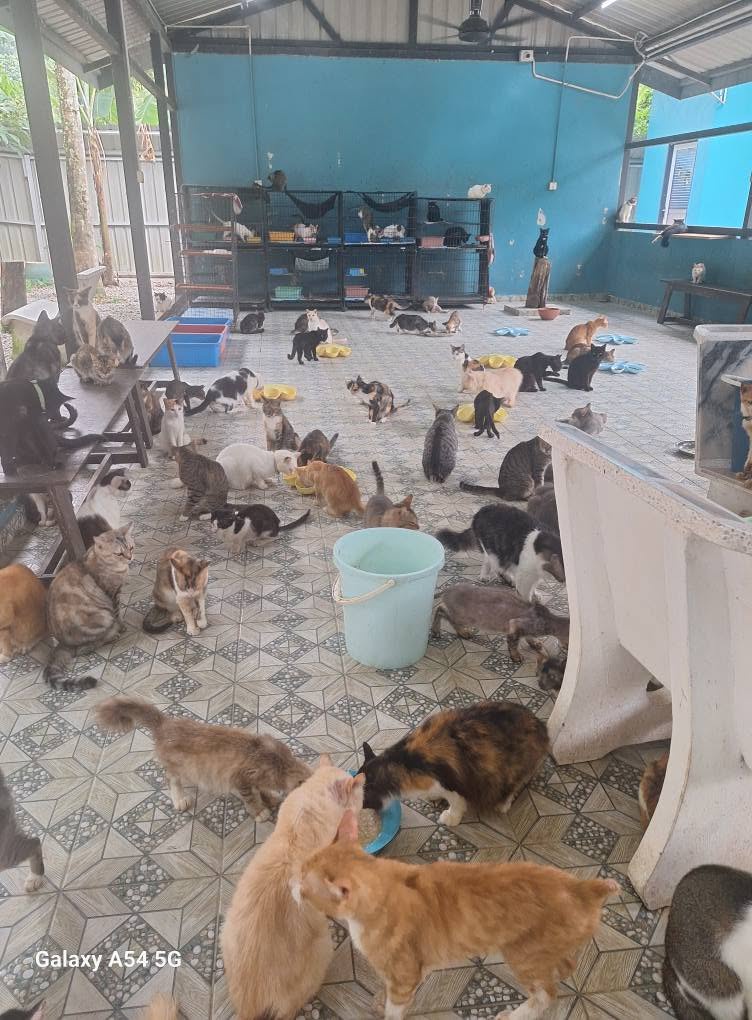 Image from: Si Bulus Cium Tangan Sebelum ‘Pergi’, Antara Detik Pilu Hashim Jaga 400 Kucing Terbiar