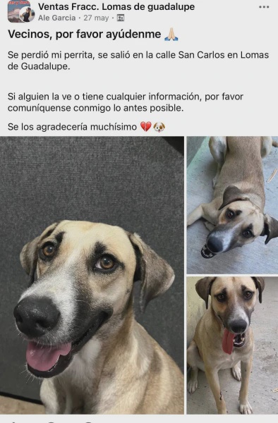 Image from: Sebulan Hilang, Anjing Kesayangan Dijumpai Tengah "Join" Sambutan Kemenangan Mexico