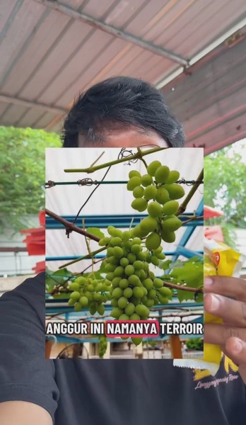 Image from: Lelaki Indonesia Dedah Sebab Durian Malaysia 'Ada Kelas' Berbanding Indonesia