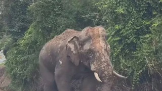 Image from: Mek Jeram Jadi Tumpuan, Penduduk Berpusu-Pusu Datang Tengok Sebelum Dipindahkan