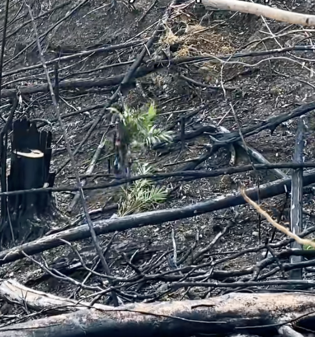 Image from: Tular Lelaki Tanam Anak Pokok Kelapa Sawit Di Kawasan Terbakar, Pemilik Video Beri Penjelasan