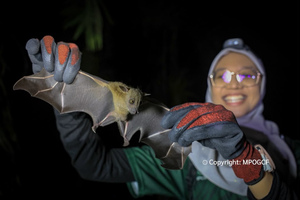 Image from: Kelawar Jadi 'Pengukur' Biodiversiti Di Ladang Sawit