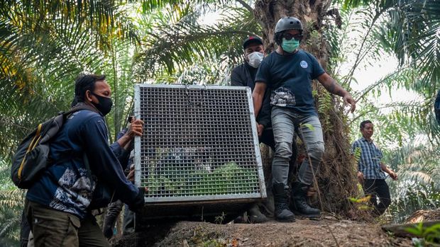 Image from: Orang Utan Ditemui Tak Sedarkan Diri Di Kalimantan, Dipercayai Akibat Terhidu Asap Kebakaran