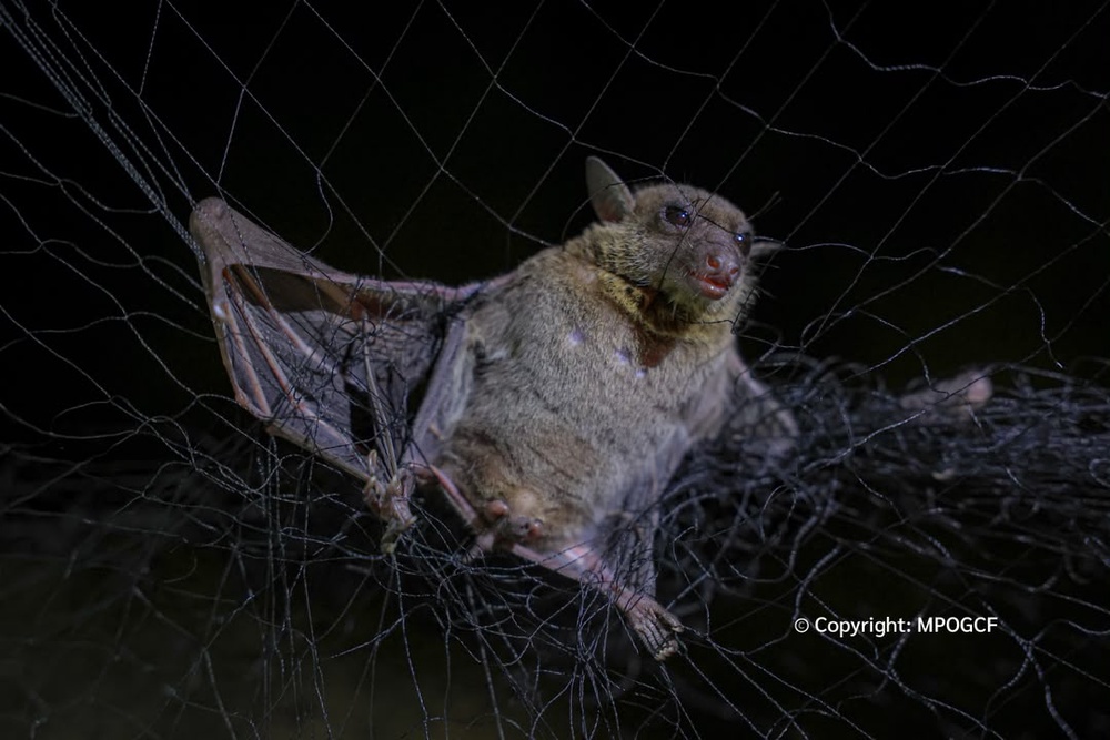 Image from: Kelawar Jadi 'Pengukur' Biodiversiti Di Ladang Sawit