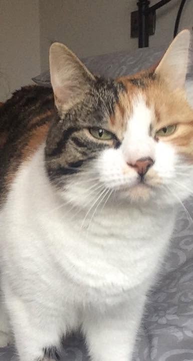Image from: Hilang 10 Tahun, Keluarga Ini Akhirnya Temukan Semula Kucing Kesayangan