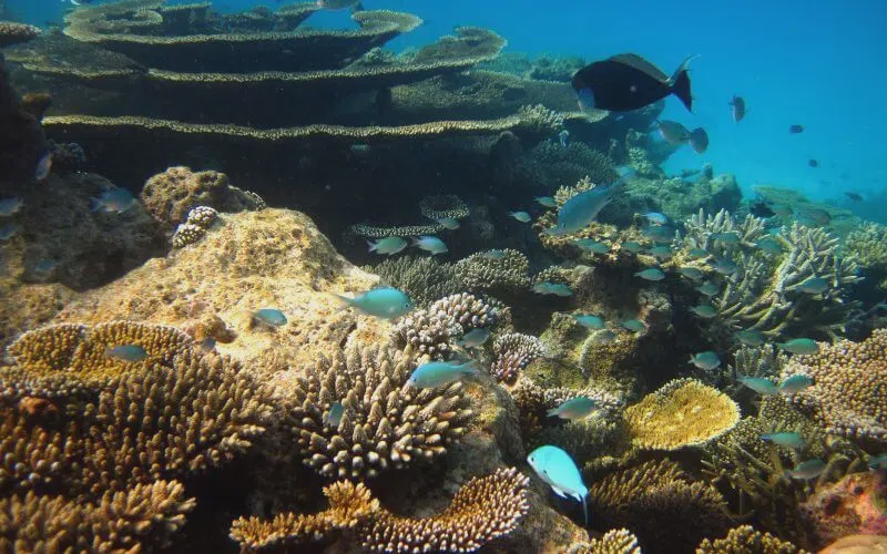 Image from: 10 Fakta Menarik Laut Halmahera Yang Ramai Tak Tahu