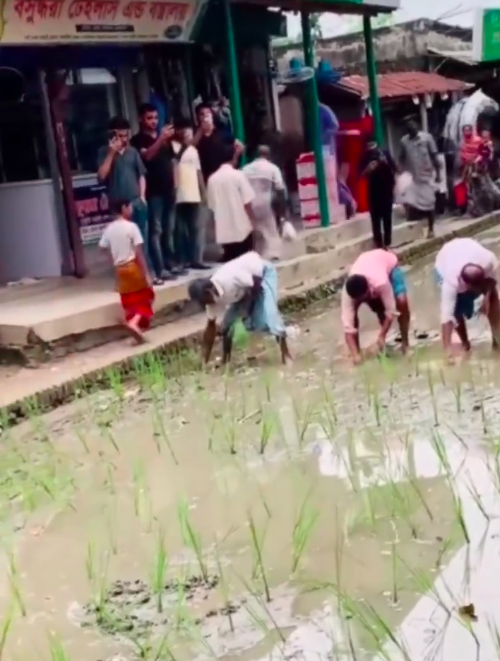 Image from: Geram Jalan Tak Siap-Siap, Penduduk Nekad Tanam Padi Sebagai Tanda Protes