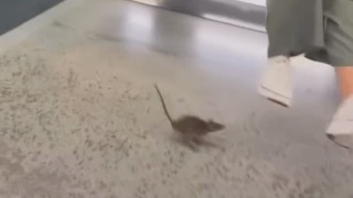 Image from: Penumpang Terjatuh Ke Landasan Di Stesen Gombak, Ini Penjelasan Rapid KL