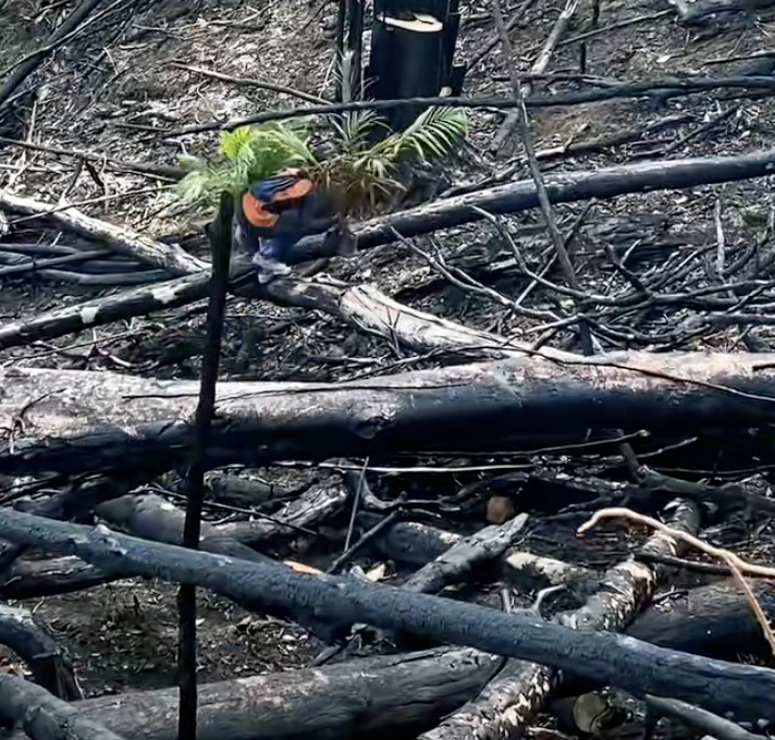 Image from: Tular Lelaki Tanam Anak Pokok Kelapa Sawit Di Kawasan Terbakar, Pemilik Video Beri Penjelasan
