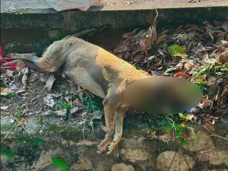 Image from: 50 Ekor Anjing Didakwa Mati Selepas Diracun, Ganjaran RM1,000 Ditawar Jejak Pelaku