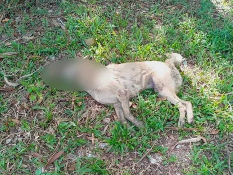 Image from: 50 Ekor Anjing Didakwa Mati Selepas Diracun, Ganjaran RM1,000 Ditawar Jejak Pelaku
