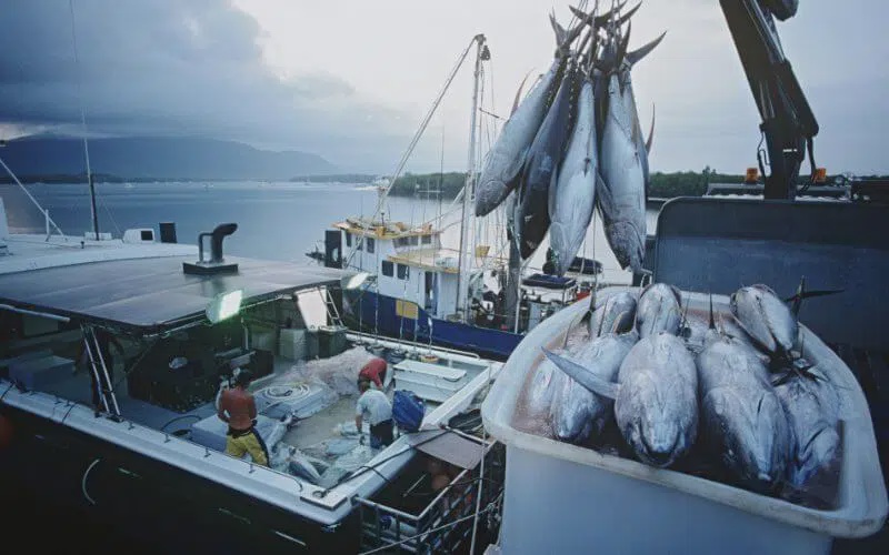 Image from: 10 Fakta Menarik Laut Halmahera Yang Ramai Tak Tahu