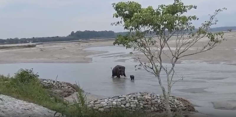 Image from: Anak Gajah Berusia Empat Hari Hanyut Di Sungai Berjaya Diselamatkan