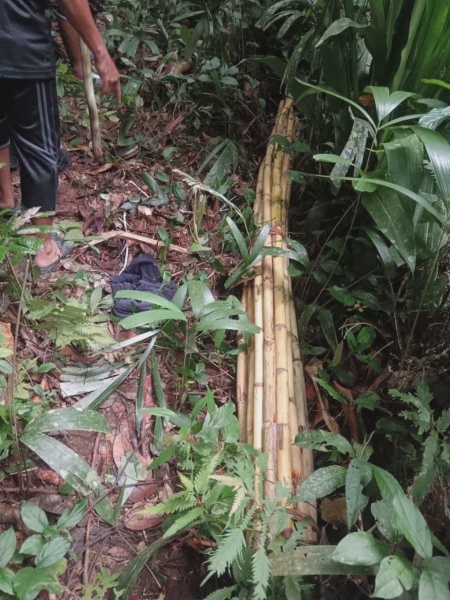 Image from: Orang Asli Maut Diserang Harimau Belang Ketika Cari Rotan