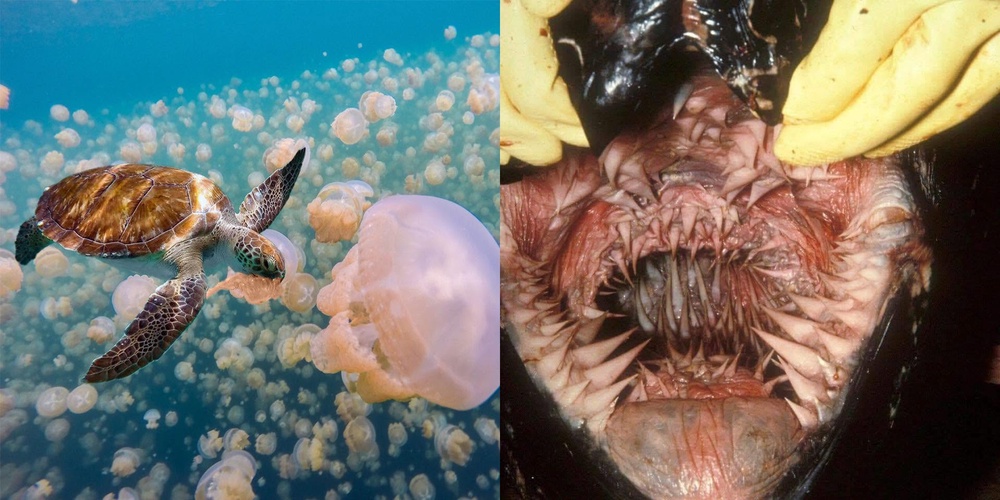 Image from: Sudah Wujud Sejak Zaman Dinasour, 6 Fakta Menarik Mengenai Penyu Belimbing
