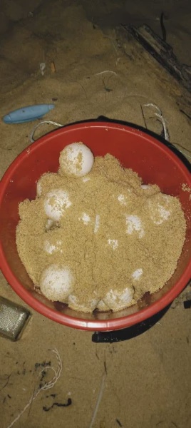 Image from: Penyu Belimbing Bertelur Lagi Di Pantai Terengganu, 70 Biji Telur Ditemui