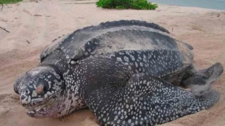Image from: Penyu Belimbing Bertelur Lagi Di Pantai Terengganu, 70 Biji Telur Ditemui