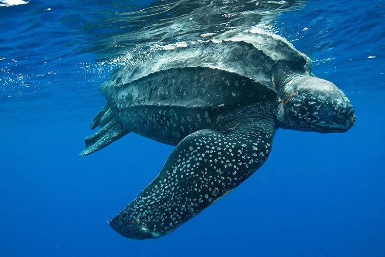 Image from: Sudah Wujud Sejak Zaman Dinasour, 6 Fakta Menarik Mengenai Penyu Belimbing