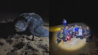 Image from: Pantai Rantau Abang Kembali Jadi Tumpuan Penyu Belimbing