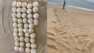 Image from: Penyu Belimbing Bertelur Lagi Di Pantai Terengganu, 70 Biji Telur Ditemui