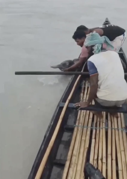 Image from: Anak Gajah Berusia Empat Hari Hanyut Di Sungai Berjaya Diselamatkan