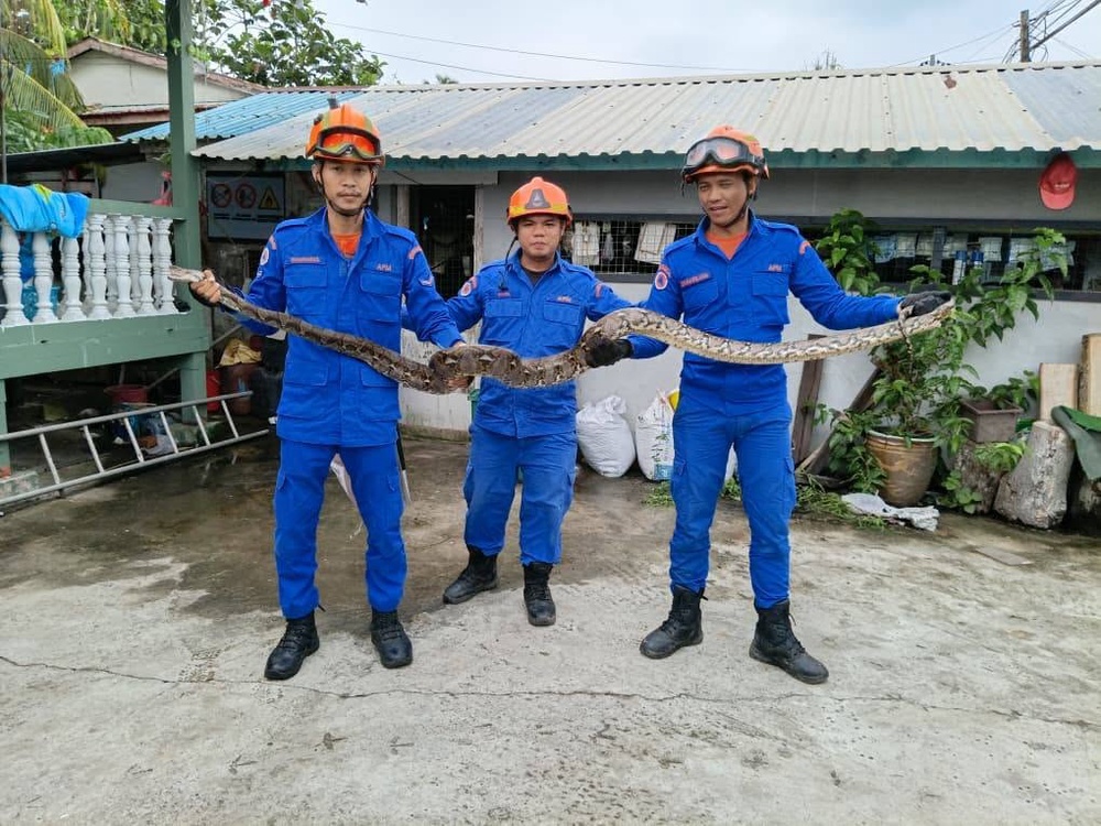 Image from: Cemas Satu Rumah, Ular Sawa Batik 6 Meter Bersembunyi Di Rak Dapur