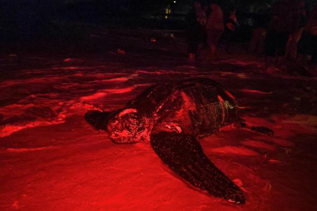 Image from: Pantai Rantau Abang Kembali Jadi Tumpuan Penyu Belimbing
