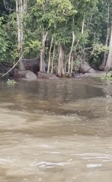 Image from: "Rare," Bukan Selalu Dapat Tengok, Aksi Gajah Lintas Sungai Di Kinabatangan Curi Tumpuan Ramai