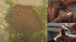 Image from: Macam Mana Langit Boleh Bertukar Oren Ketika Jerebu? Ini Yang Perlu Anda Tahu