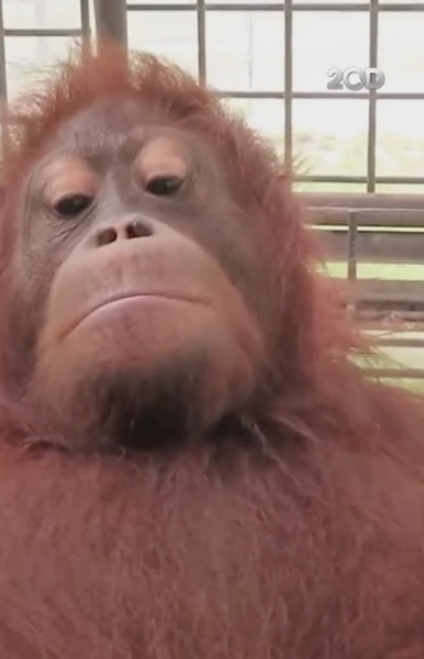 Image from: Terperangkap Dalam Kebakaran Hutan Di Kalimantan, Orang Utan Hilang Empat Ruas Jari Kaki