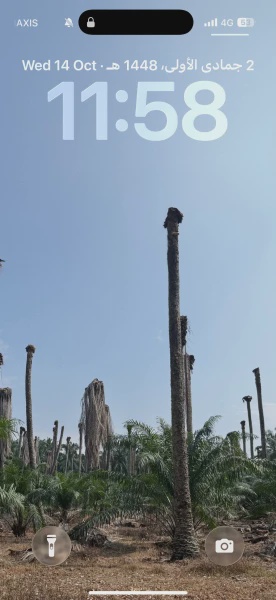 Image from: “Batang Sawit Reput Jadi Baja Asli, Tak Perlu Bakar” Perkongsian Pekebun Ini Curi Perhatian