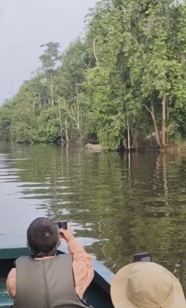 Image from: "Rare," Bukan Selalu Dapat Tengok, Aksi Gajah Lintas Sungai Di Kinabatangan Curi Tumpuan Ramai