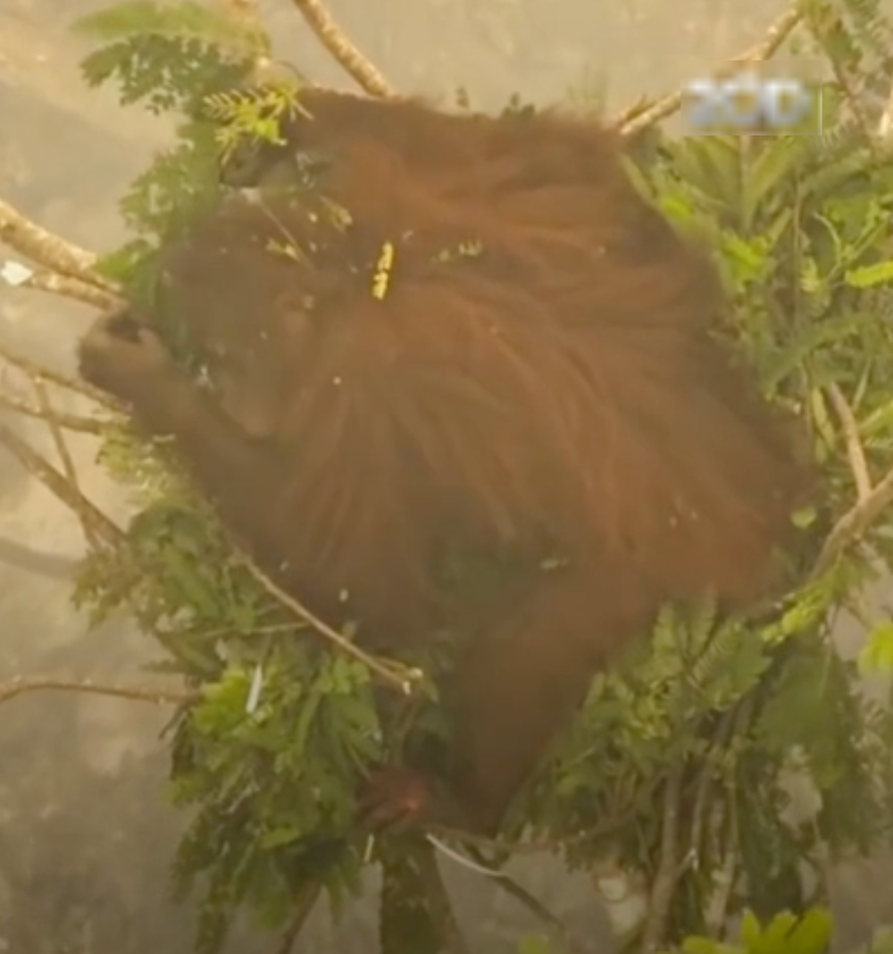 Image from: Terperangkap Dalam Kebakaran Hutan Di Kalimantan, Orang Utan Hilang Empat Ruas Jari Kaki