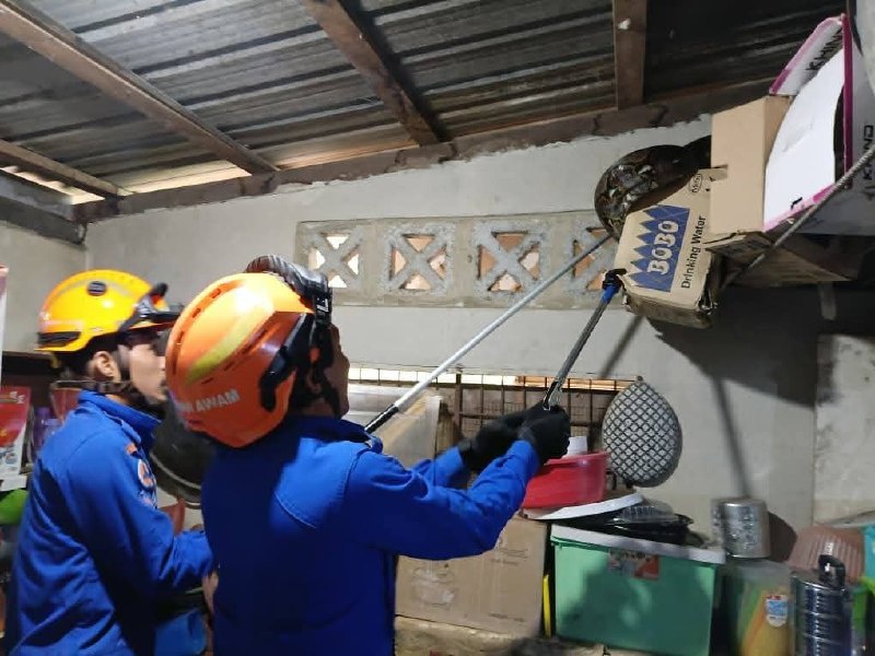 Image from: Cemas Satu Rumah, Ular Sawa Batik 6 Meter Bersembunyi Di Rak Dapur