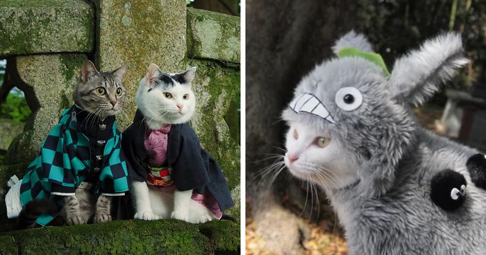 “Cat Cosplay”: 35 Anime-Inspired Costumes For Cats