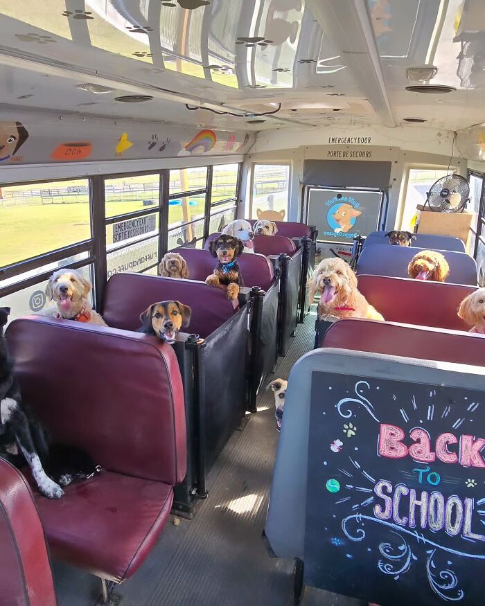 This Doggie School Bus Drives Pups To Daycare, And Here Are 50 Photos ...