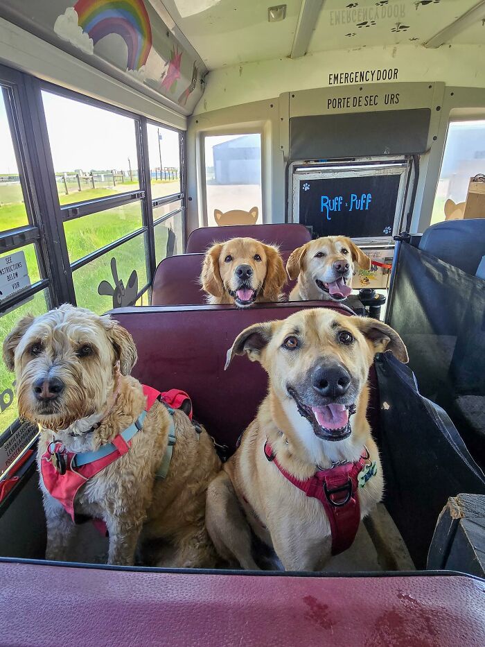 This Doggie School Bus Drives Pups To Daycare, And Here Are 50 Photos ...