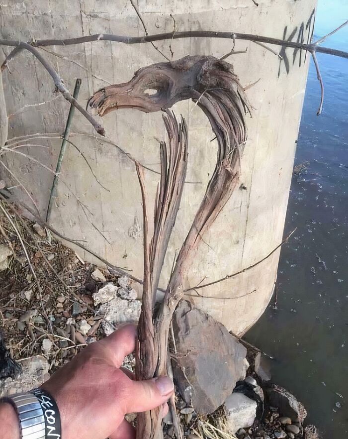 55 Distinctive Sticks People Have Been Lucky Enough To Find