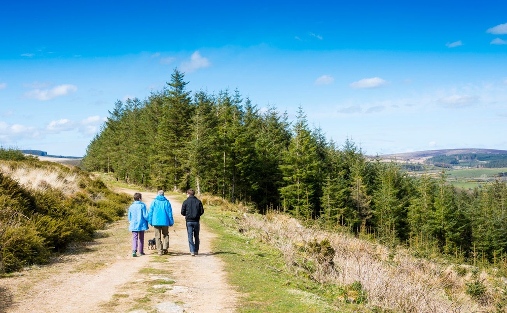 One case of probable tick-borne encephalitis (TBE) was reported by a person who was bitten by a tick while visiting Dartmoor (Getty Images/iStockphoto)